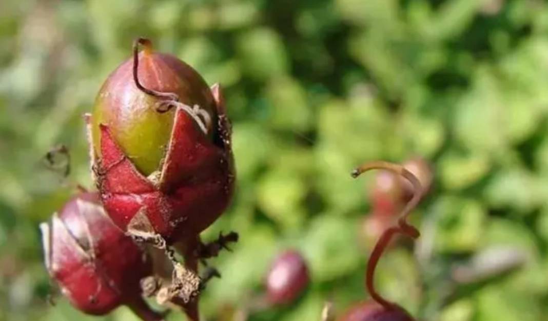 Herkes yaban mersiniyle karıştırıyor! Bu meyvenin faydaları say say bitmiyor 3